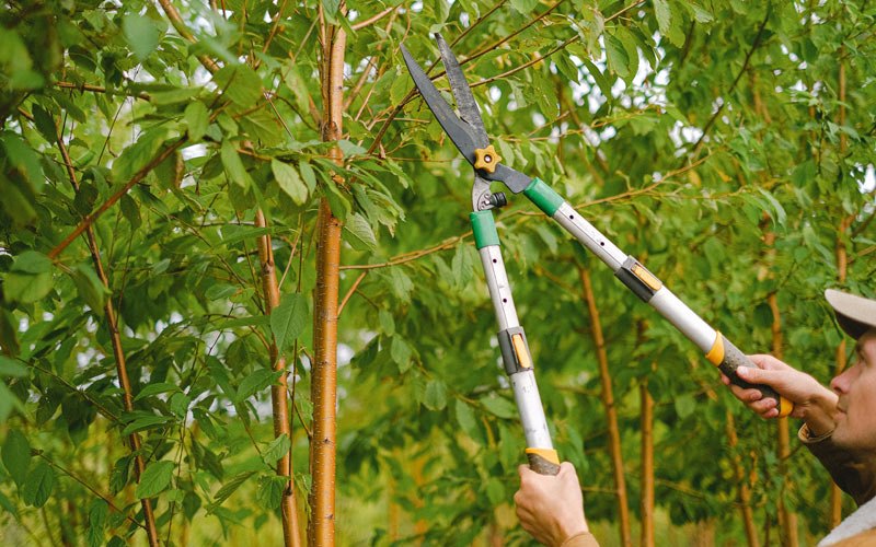 Tree trimming in Weed, CA