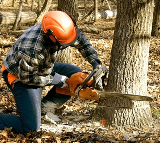 Tree Removal in Weed, CA